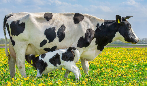 baby cow drinking their mothers milk
