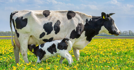 baby cow drinking their mothers milk