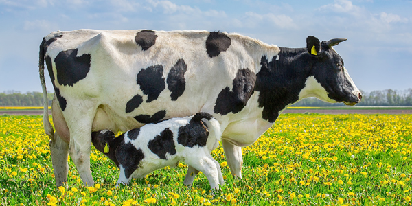 baby cow drinking their mothers milk